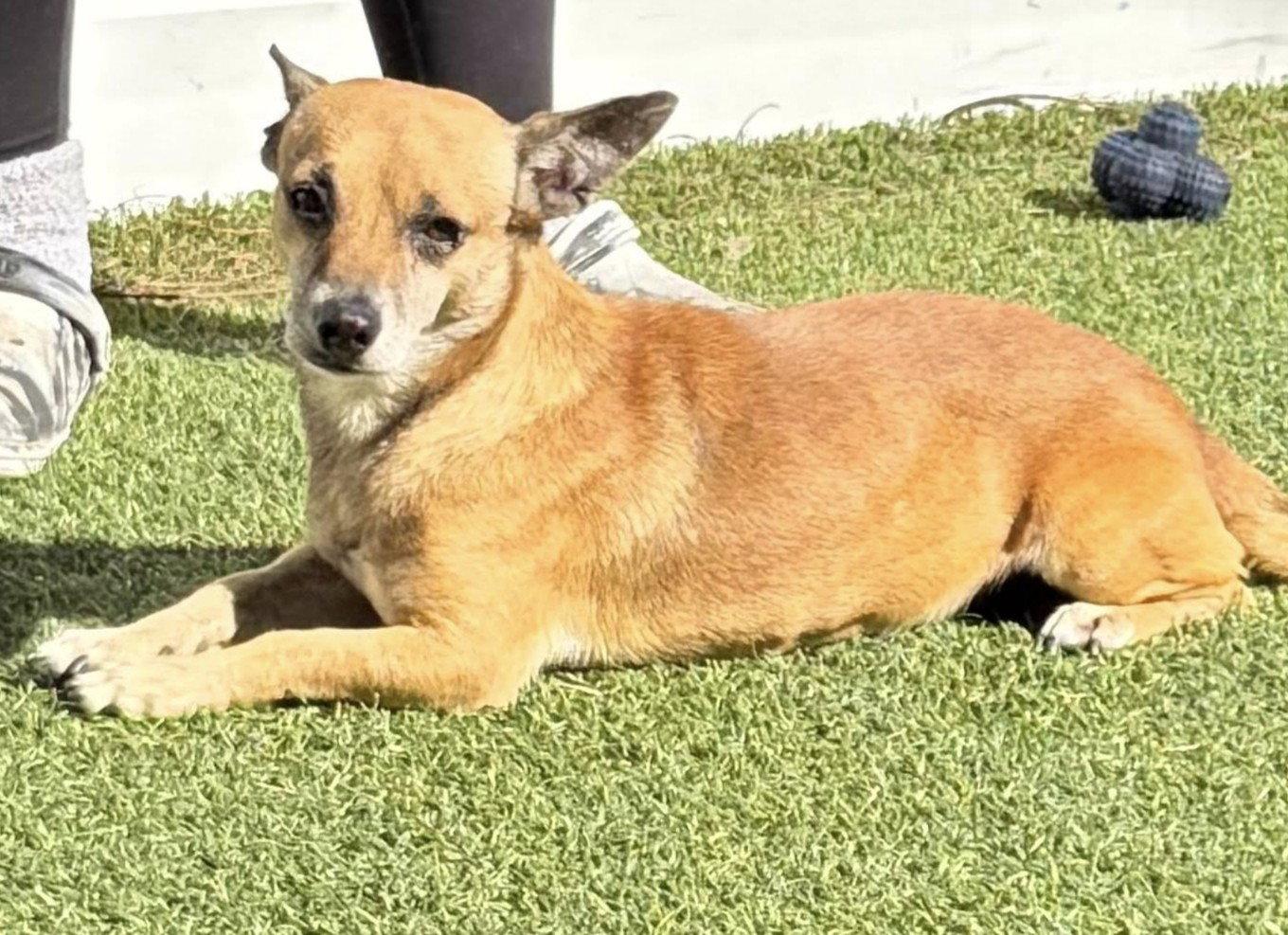 Enlarge Vitto, a Adopted Chihuahua in Pompano Beach, FL image 1/3