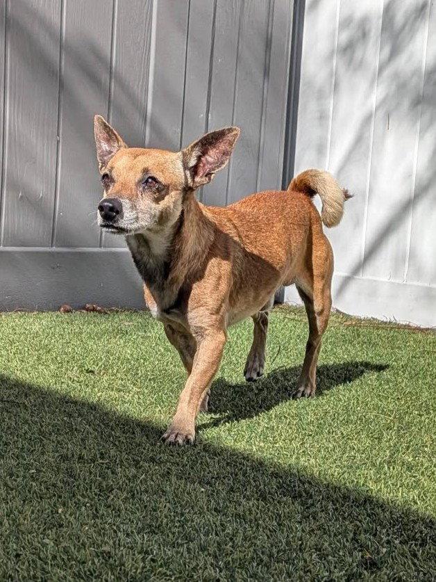 Enlarge Vitto, a Adopted Chihuahua in Pompano Beach, FL image 2/3