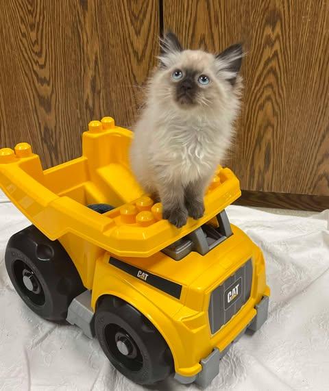 Enlarge Braddock, an adopted Siamese in Fulton, NY image 6/6