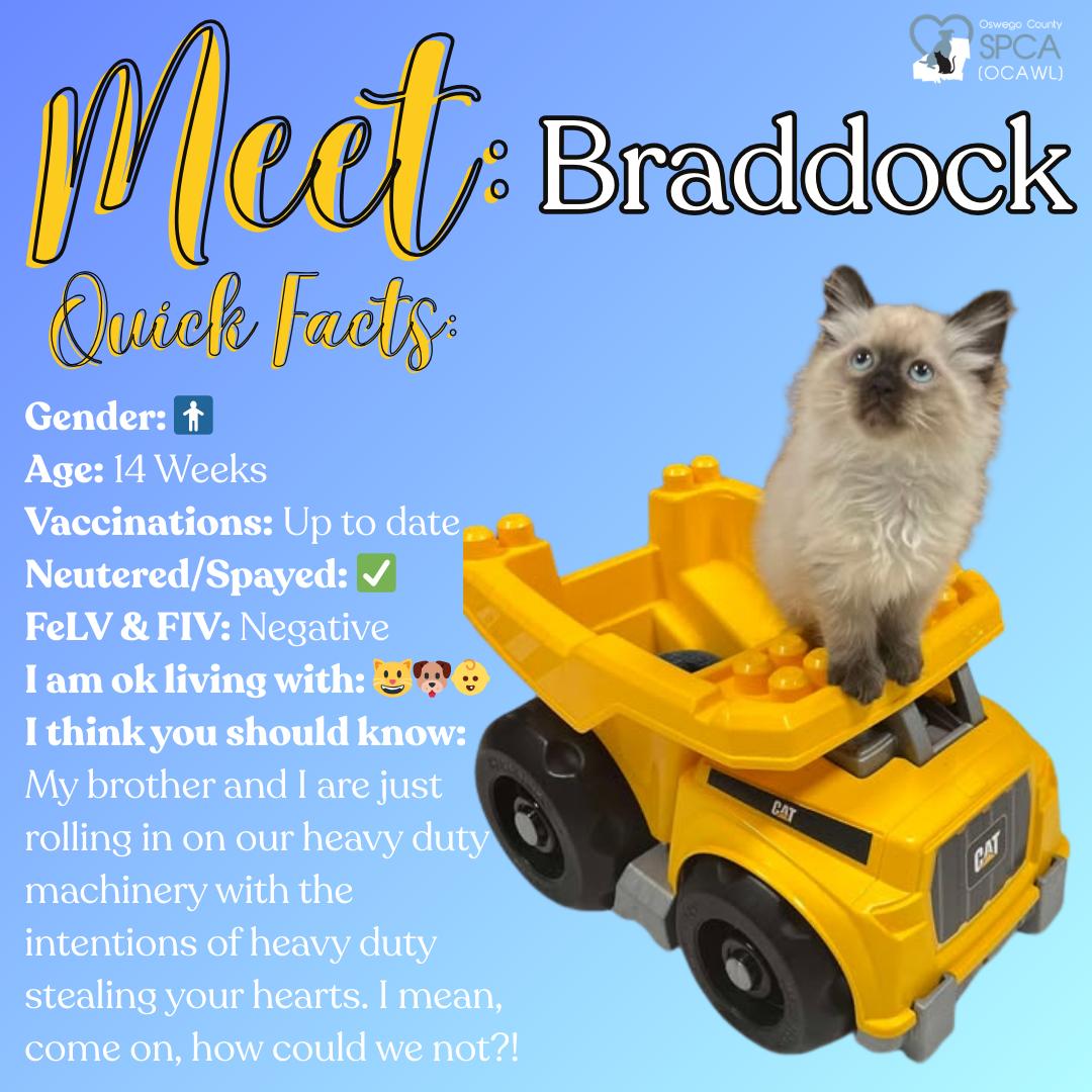 Enlarge Braddock, an adopted Siamese in Fulton, NY image 1/6