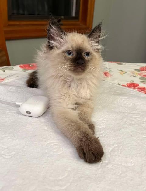 Enlarge Braddock, an adopted Siamese in Fulton, NY image 4/6