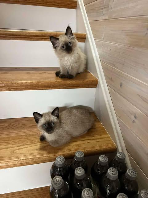 Enlarge Braddock, an adopted Siamese in Fulton, NY image 5/6