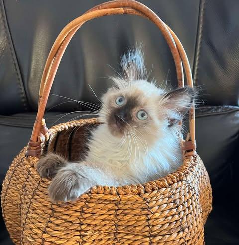 Enlarge Braddock, an adopted Siamese in Fulton, NY image 3/6