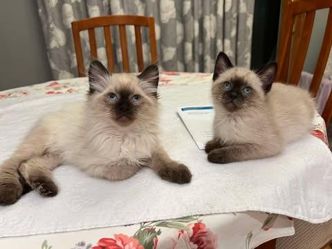 Enlarge Braddock, an adopted Siamese in Fulton, NY image 2/6