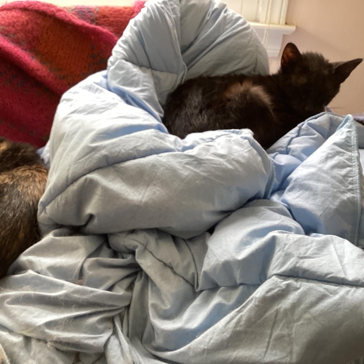 Selena SO LOVING AND AFFECTIONATE/COMPANION CAT photo 2