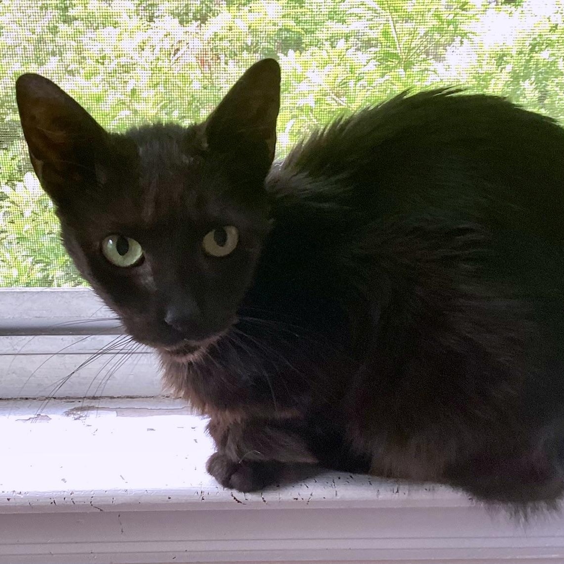 Selena SO LOVING AND AFFECTIONATE/COMPANION CAT