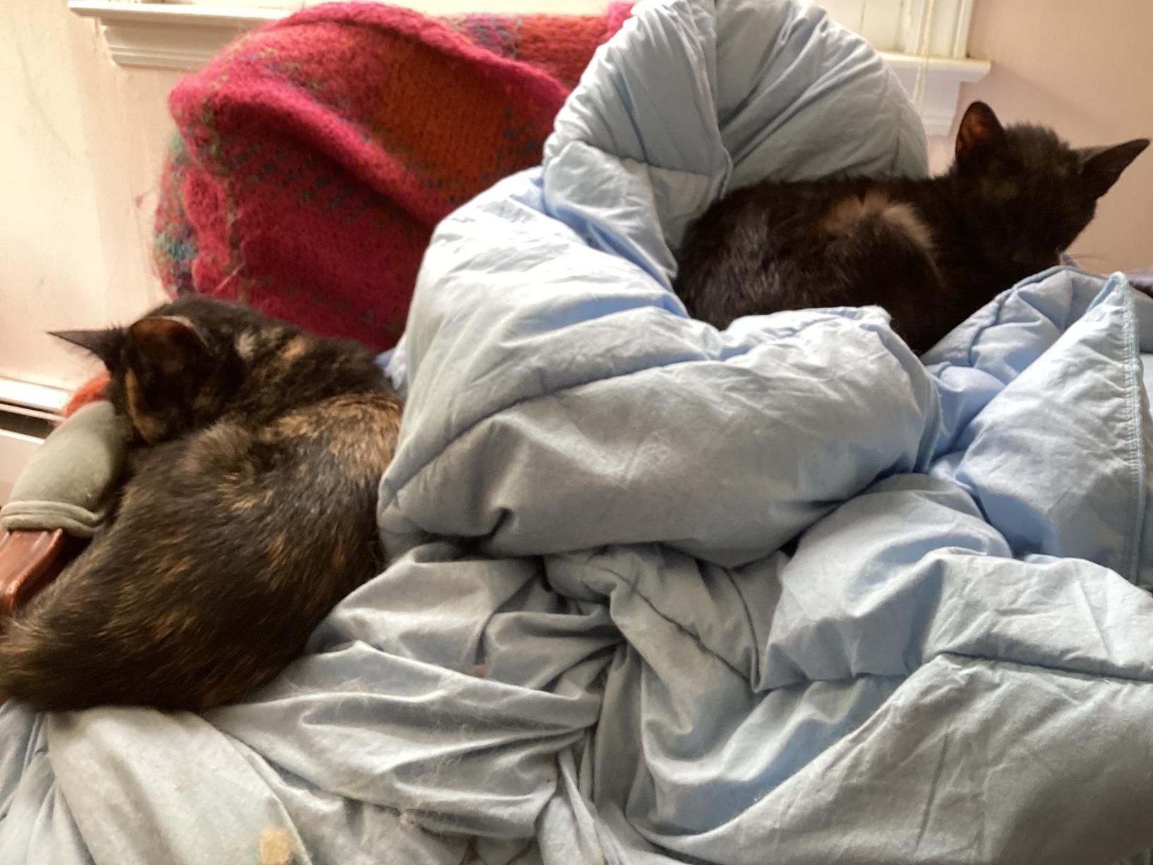 Selena SO LOVING AND AFFECTIONATE/COMPANION CAT photo 3