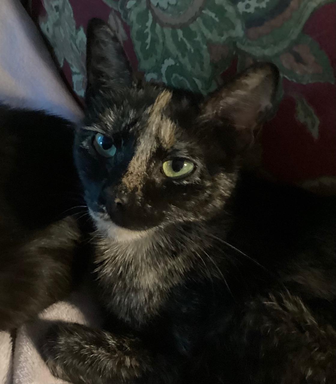 Selena SO LOVING AND AFFECTIONATE/COMPANION CAT photo 4