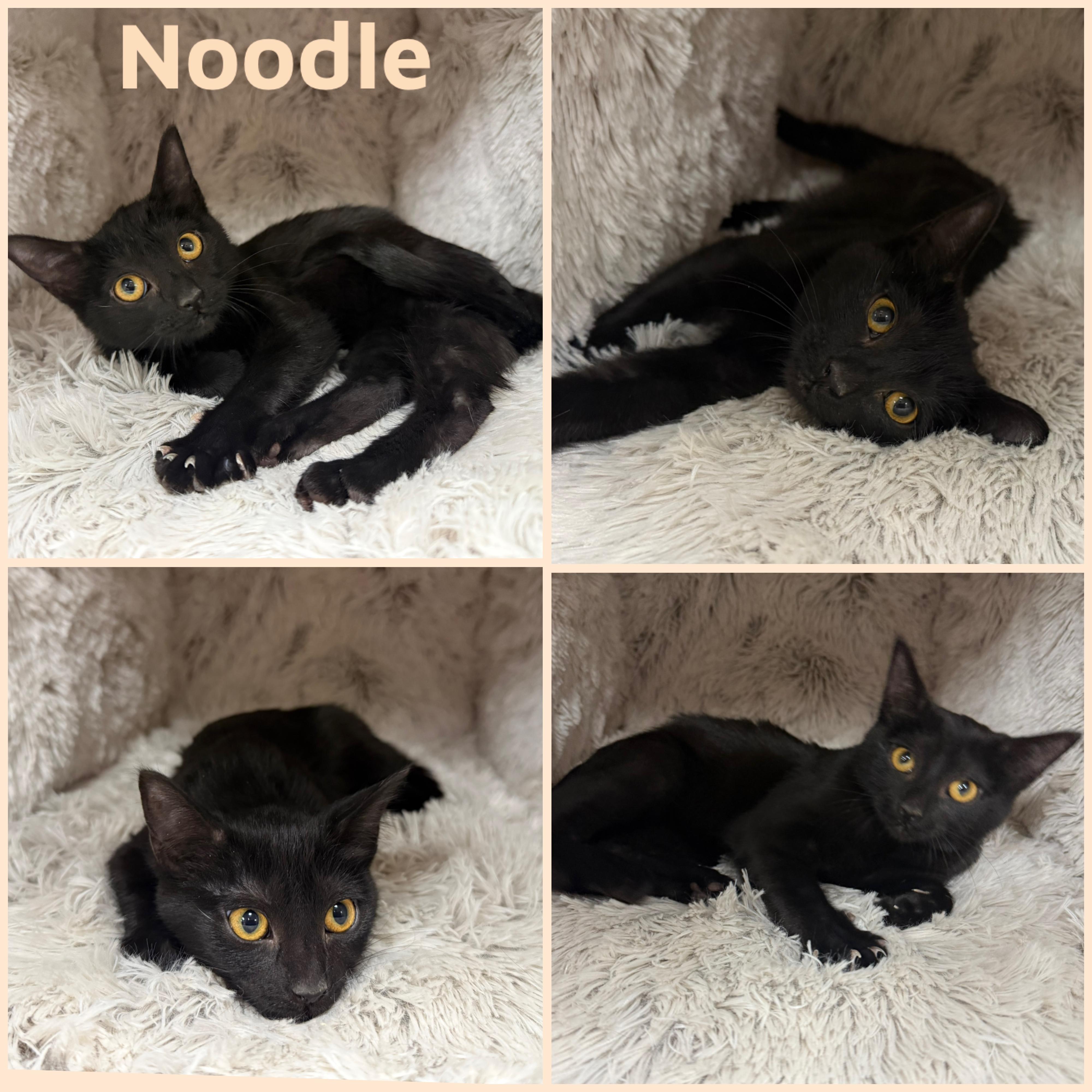 Enlarge Noodle, a ADOPTABLE Domestic Short Hair in Louisville, KY image 1/1