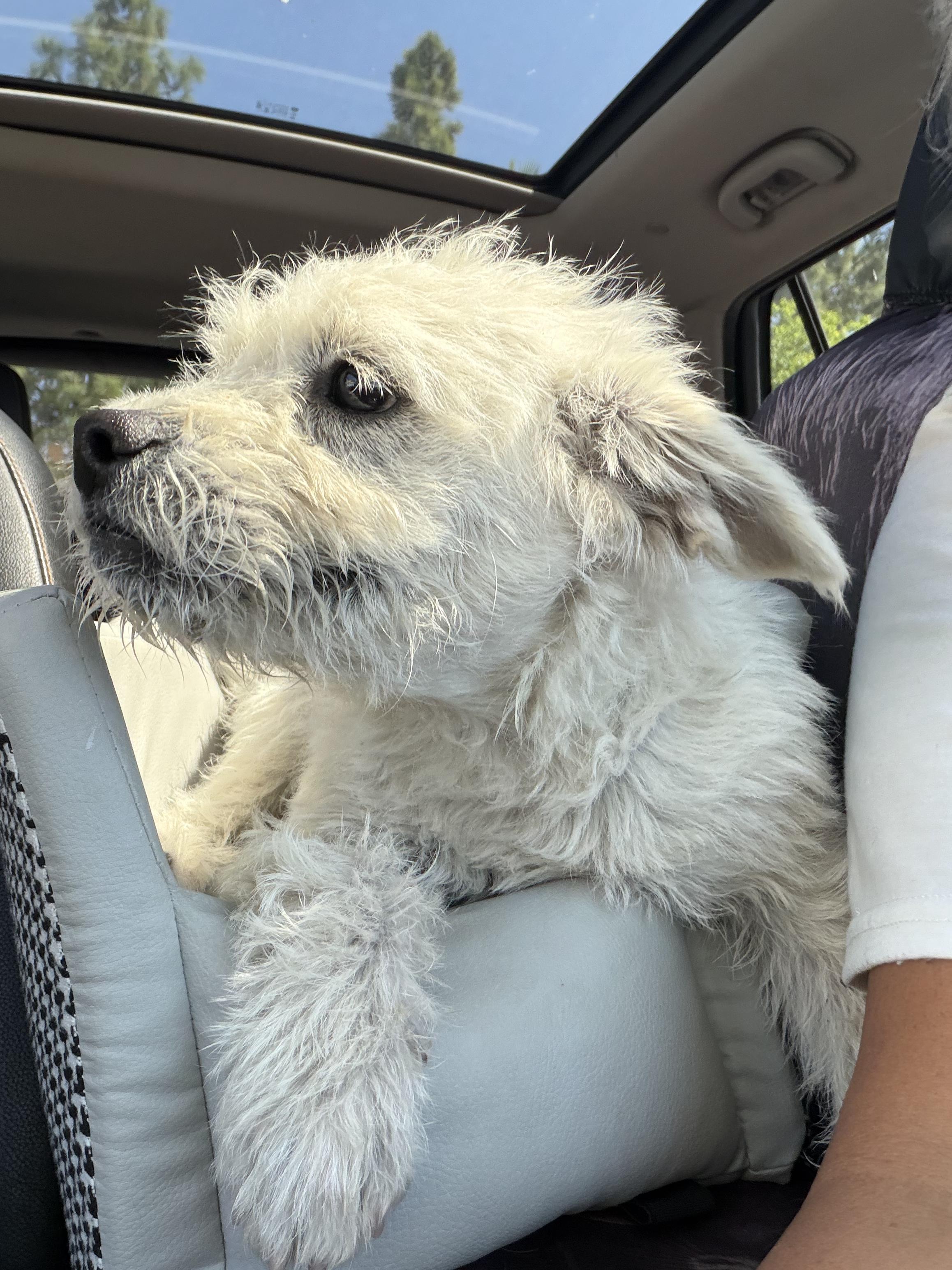 Enlarge Quincy, a ADOPTABLE mixed breed in Hawthorne, CA image 3/3