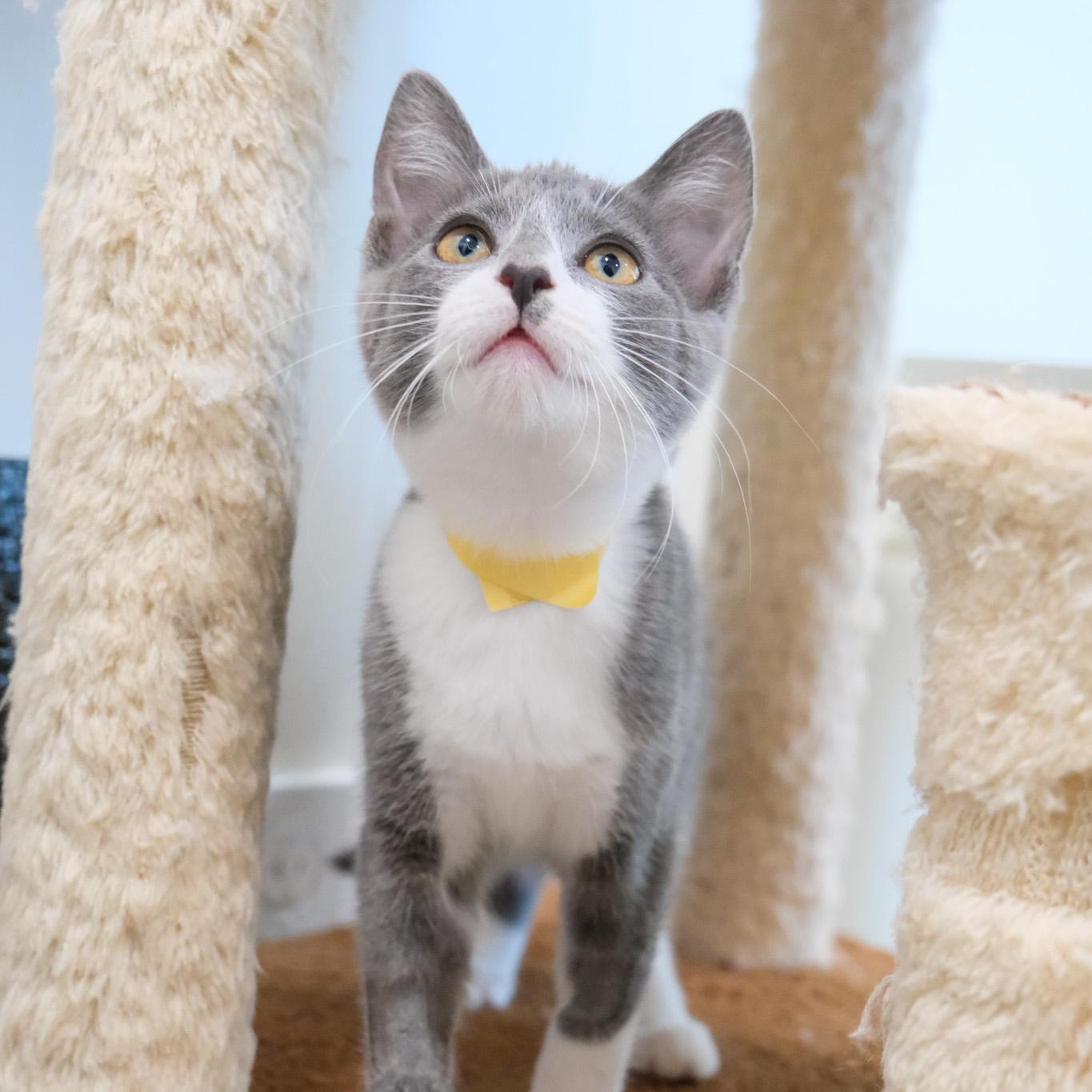 Enlarge Comet, a Adopted Domestic Short Hair in Newport Beach, CA image 4/4