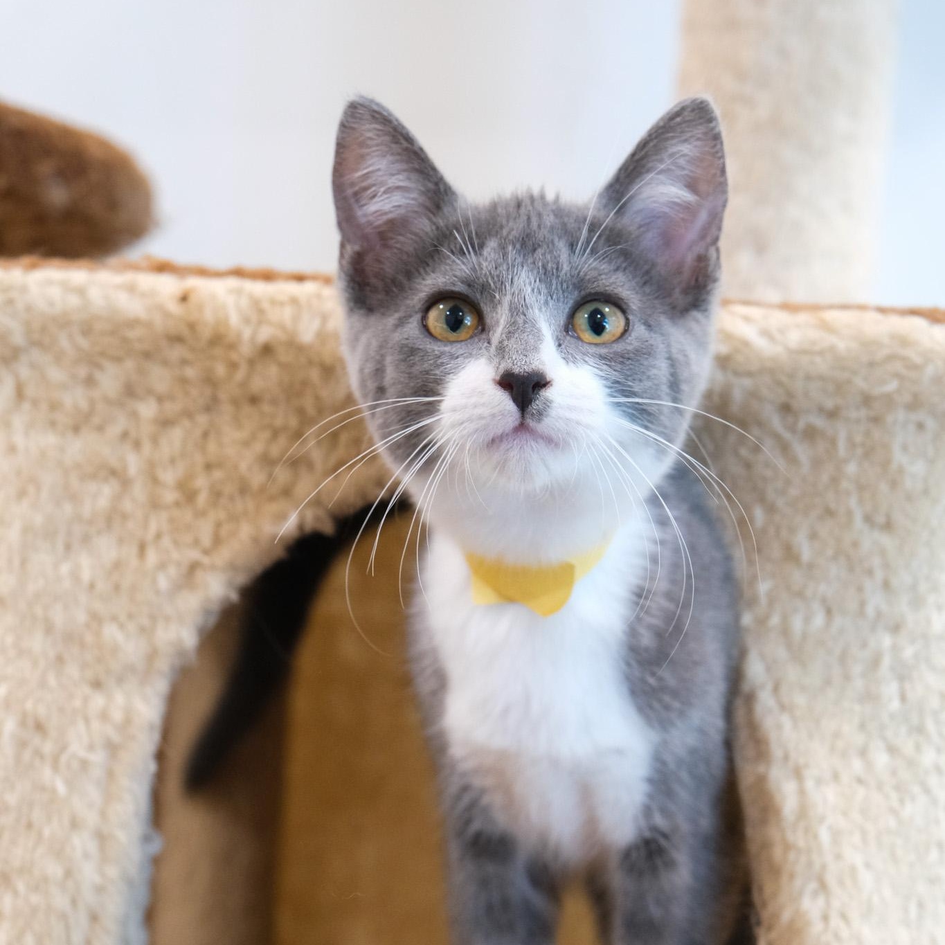 Enlarge Comet, a Adopted Domestic Short Hair in Newport Beach, CA image 3/4