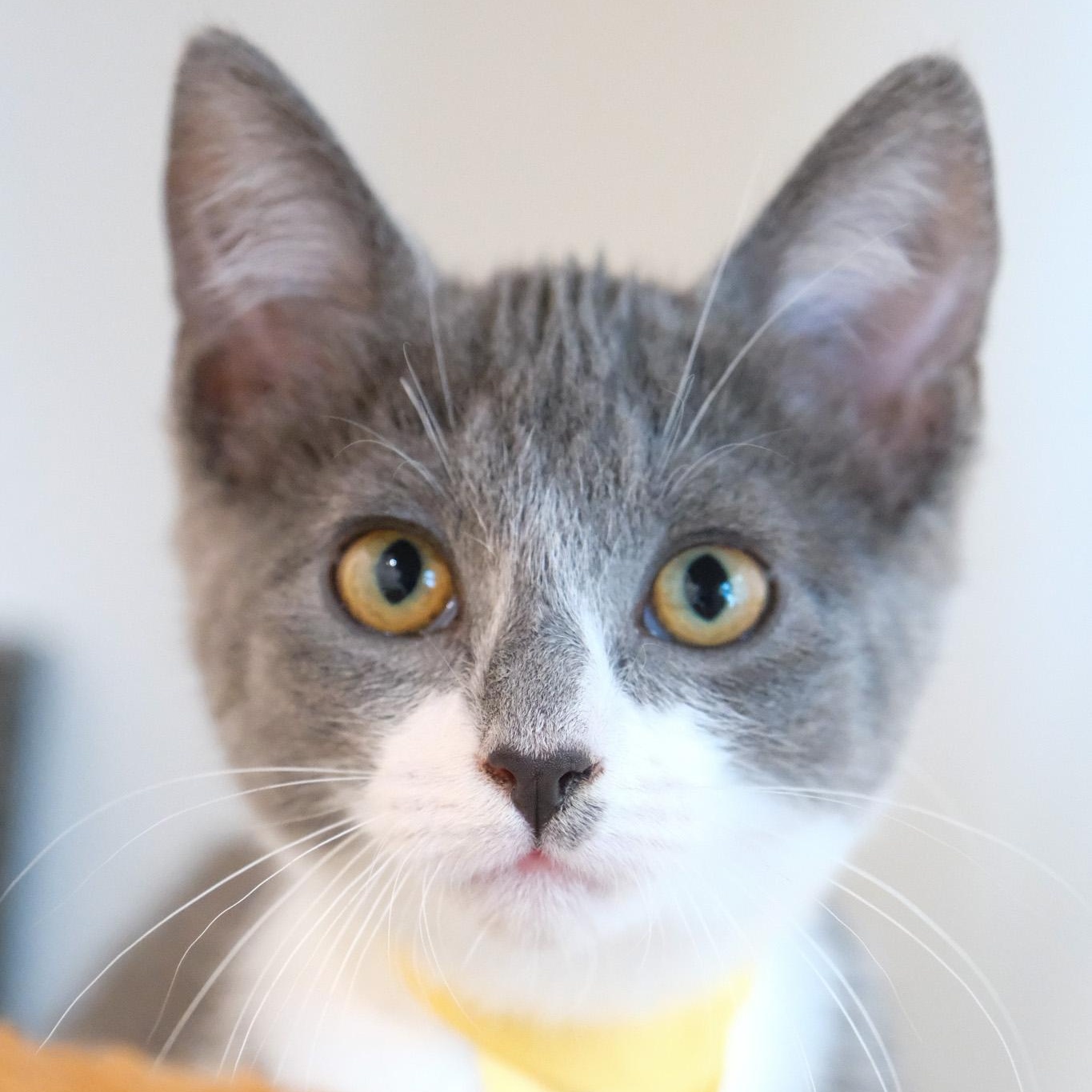 Enlarge Comet, a Adopted Domestic Short Hair in Newport Beach, CA image 2/4