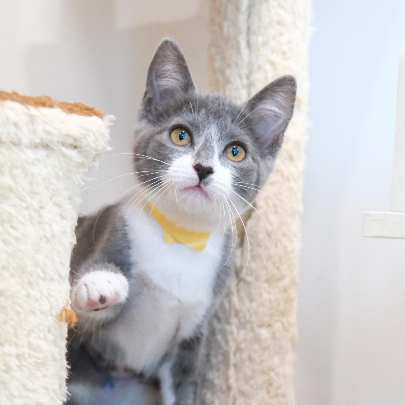 Enlarge Comet, a Adopted Domestic Short Hair in Newport Beach, CA image 1/4