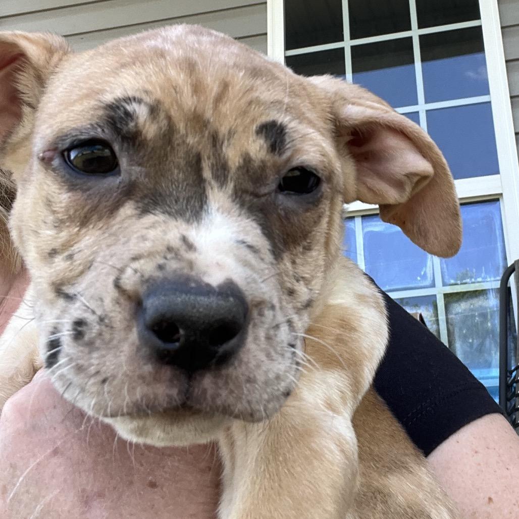 Skittles-Yellow, Adoptable, Puppy Female American Staffordshire Terrier & Mixed Breed.