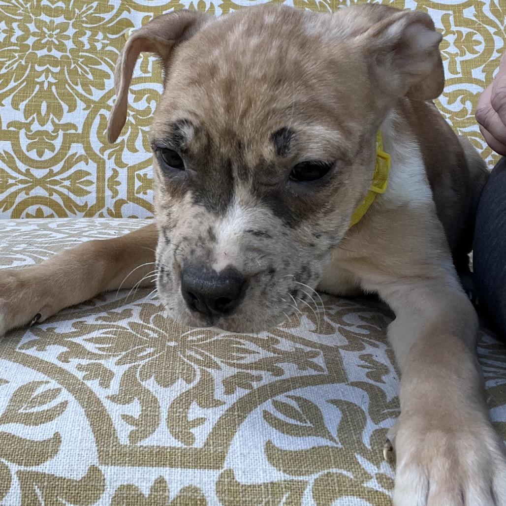 Enlarge Skittles-Yellow, a Adoptable mixed breed in Cartersville, GA image 2/3