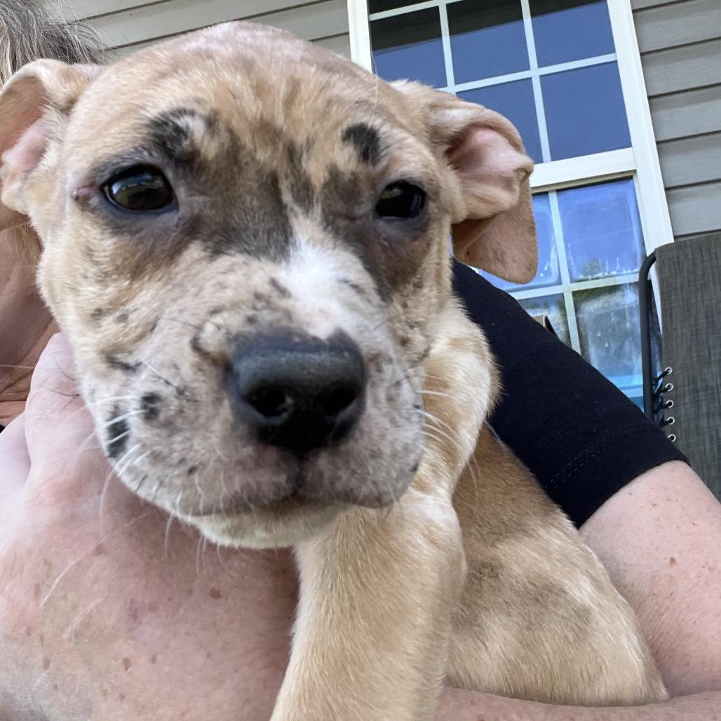 Enlarge Skittles-Yellow, a Adoptable mixed breed in Cartersville, GA image 3/3