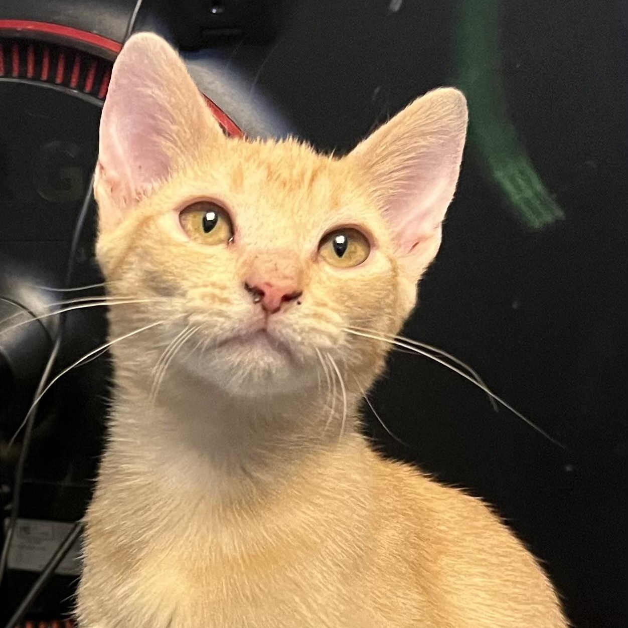 Gretel, a Adopted Domestic Short Hair in Palm Desert, CA image 1/4