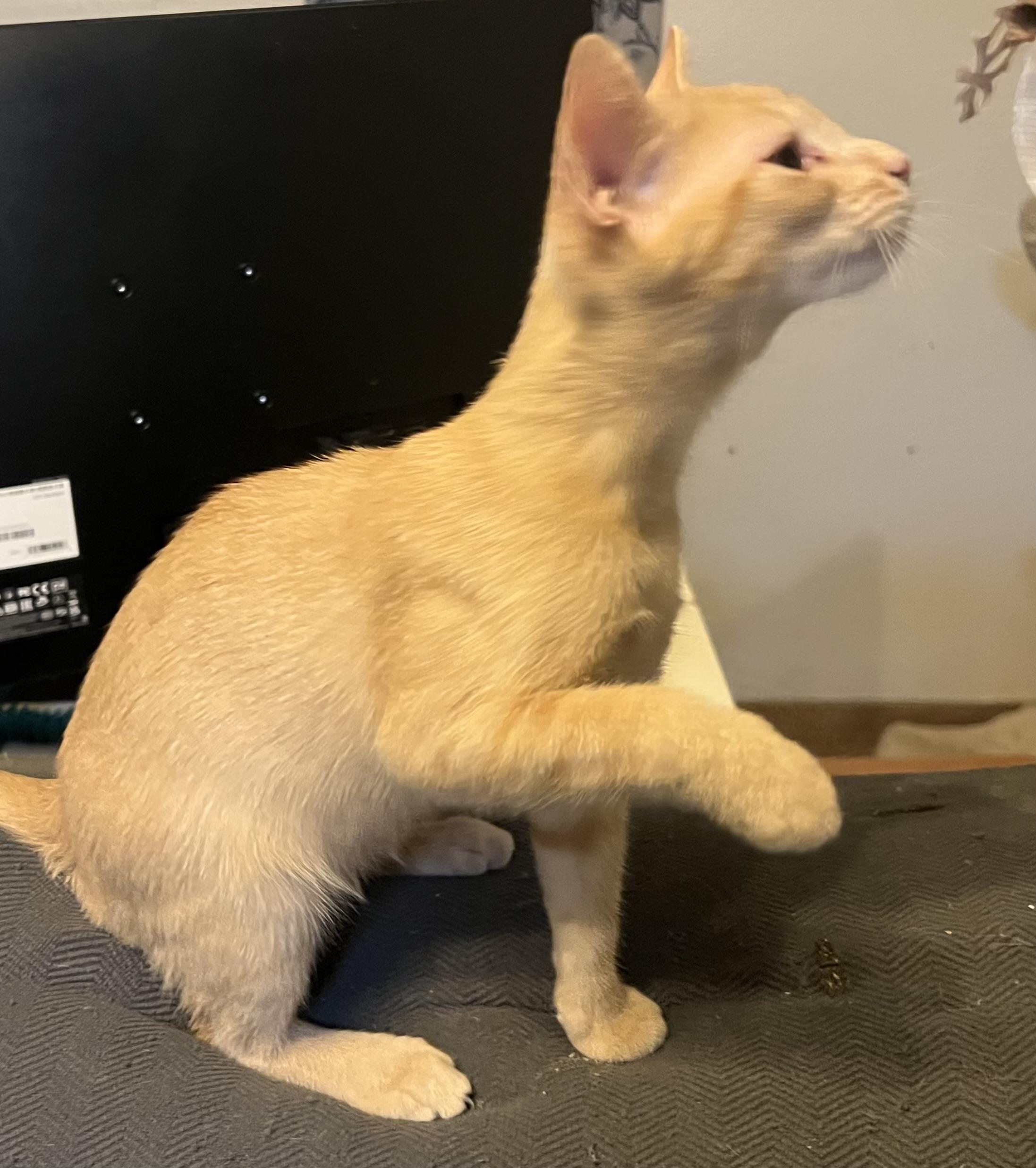 Gretel, a Adopted Domestic Short Hair in Palm Desert, CA image 3/4