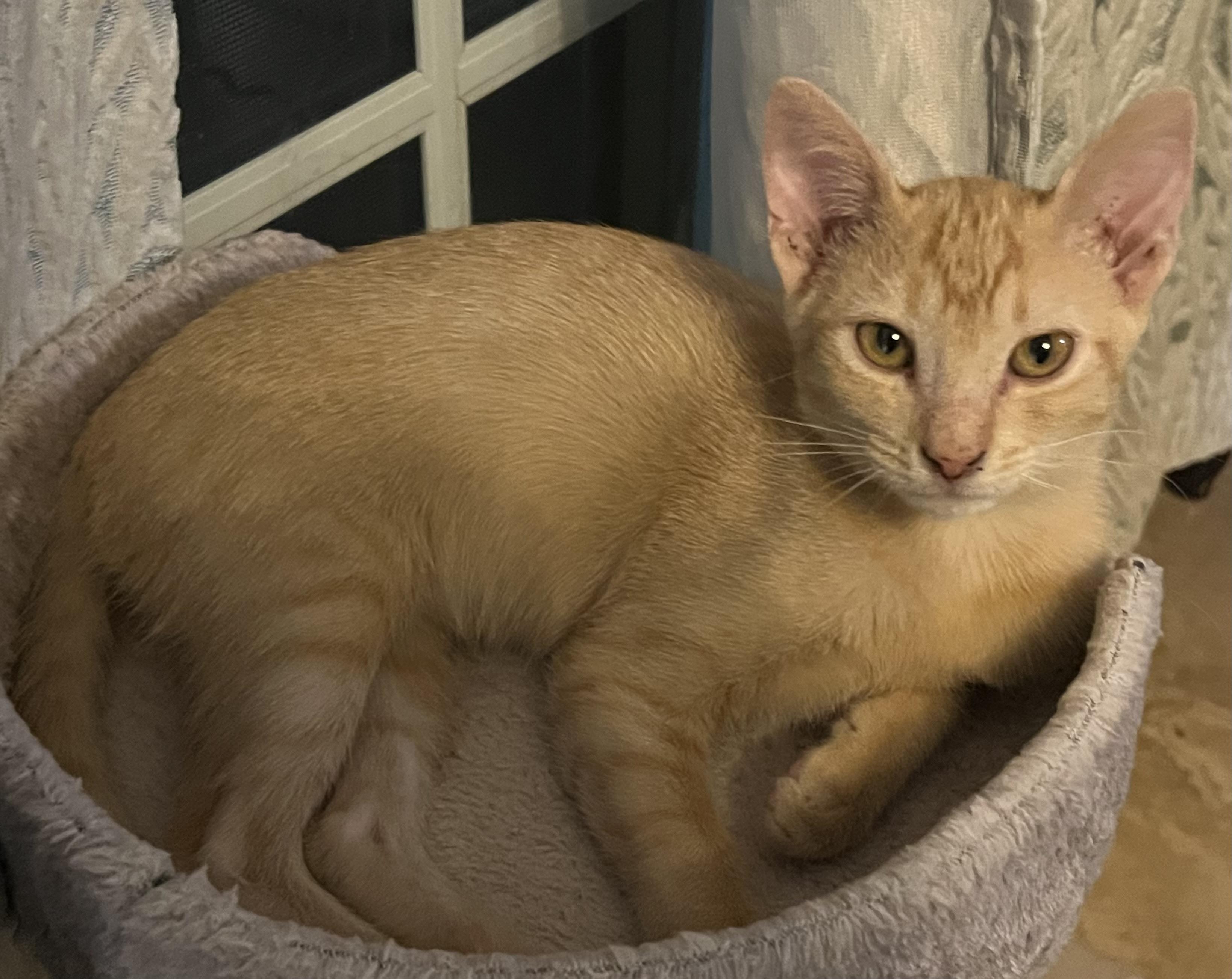 Gretel, a Adopted Domestic Short Hair in Palm Desert, CA image 4/4