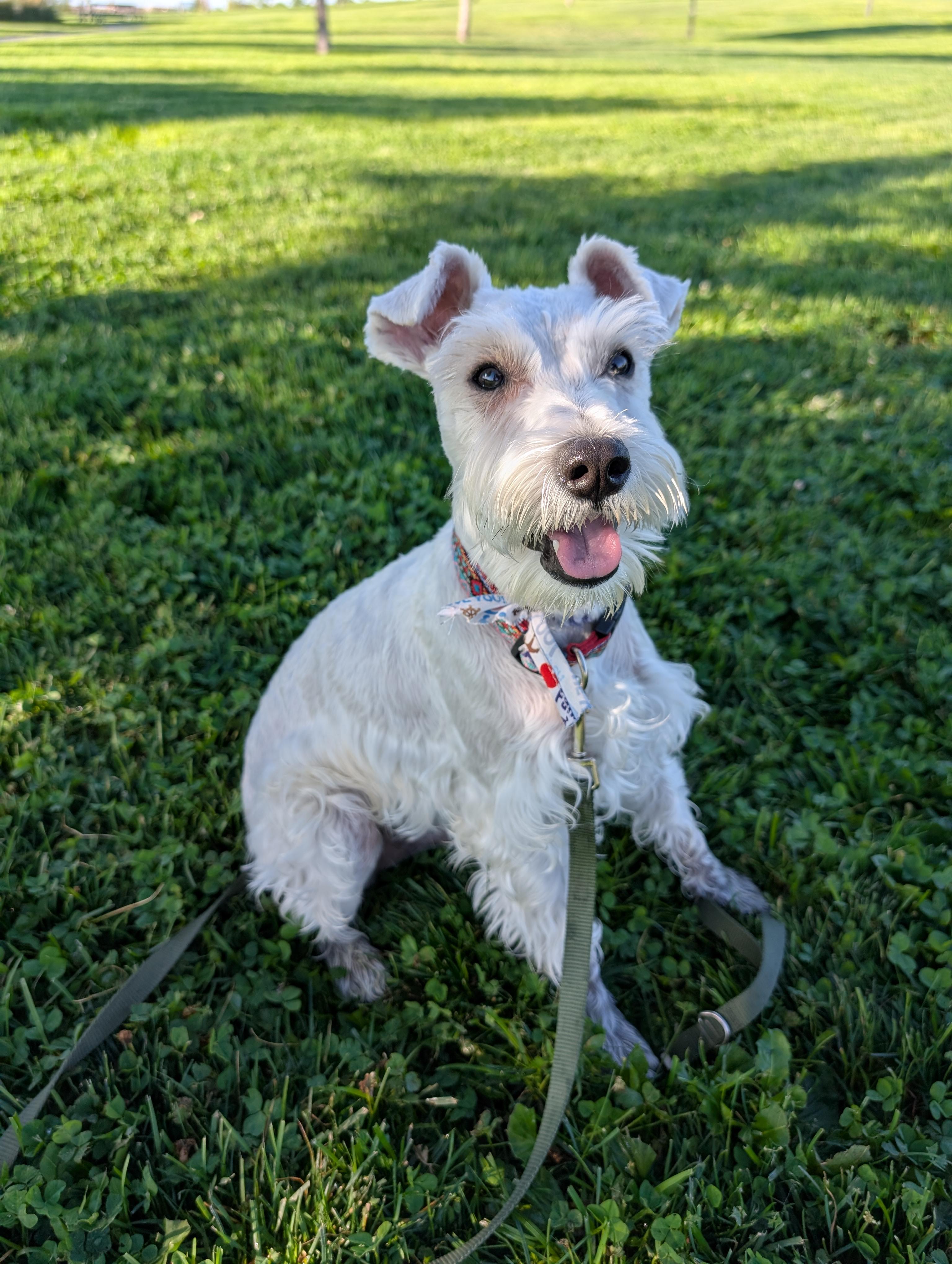 Enlarge OTIS, an adopted Miniature Schnauzer in Albuquerque, NM image 2/3