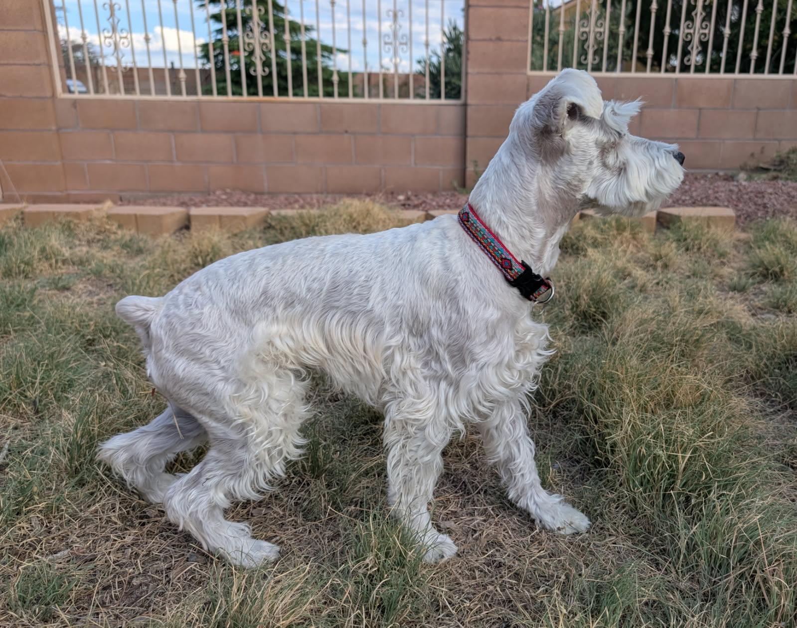 Enlarge OTIS, an adopted Miniature Schnauzer in Albuquerque, NM image 3/3
