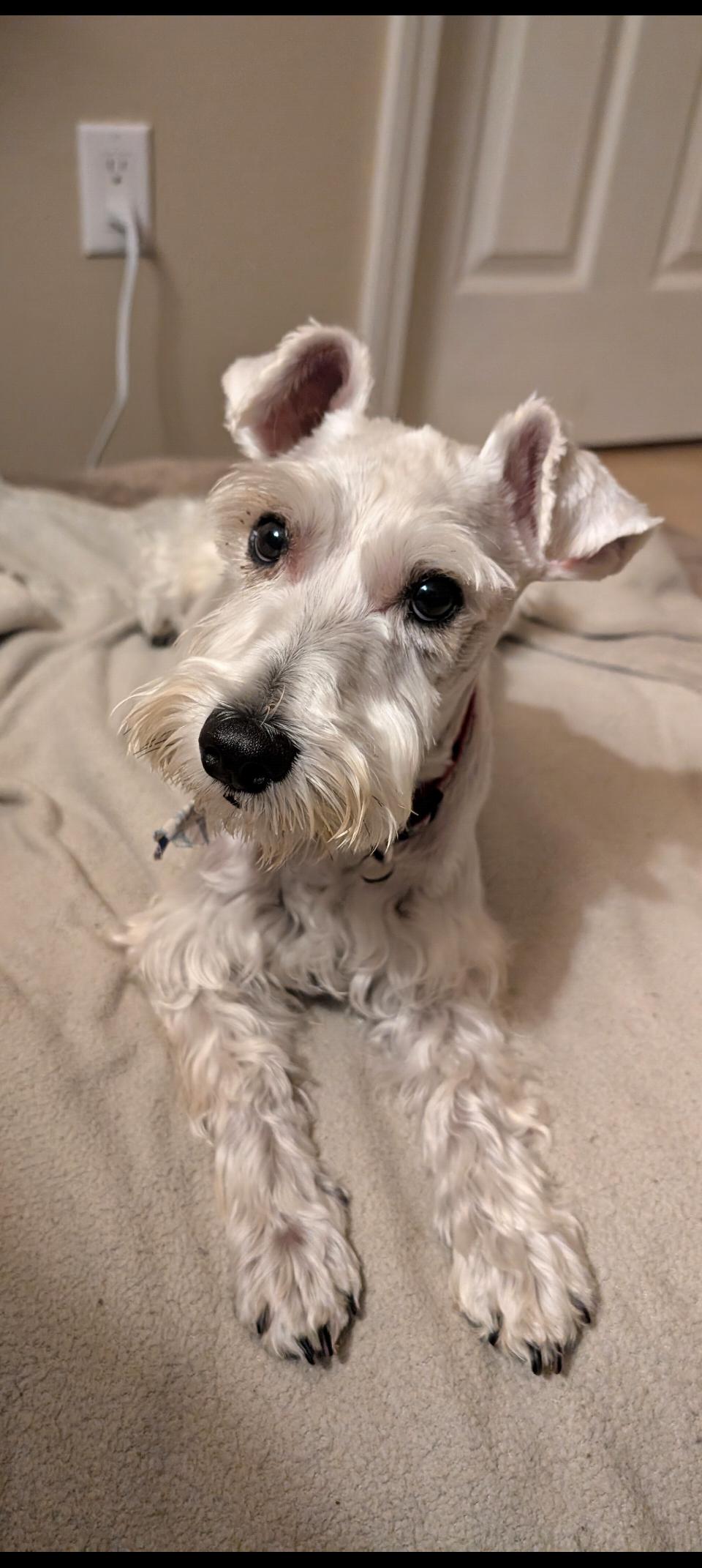 OTIS, adopted, Young Male Miniature Schnauzer.