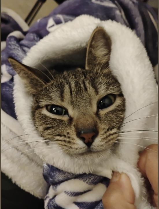 Enlarge COCO, a ADOPTABLE mixed breed in Churchville, PA image 5/5