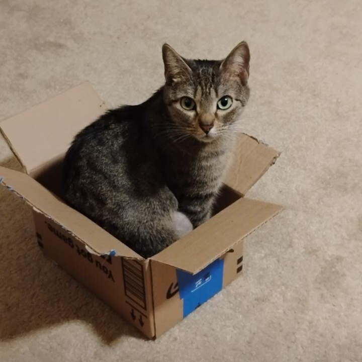 Enlarge COCO, a ADOPTABLE mixed breed in Churchville, PA image 3/5