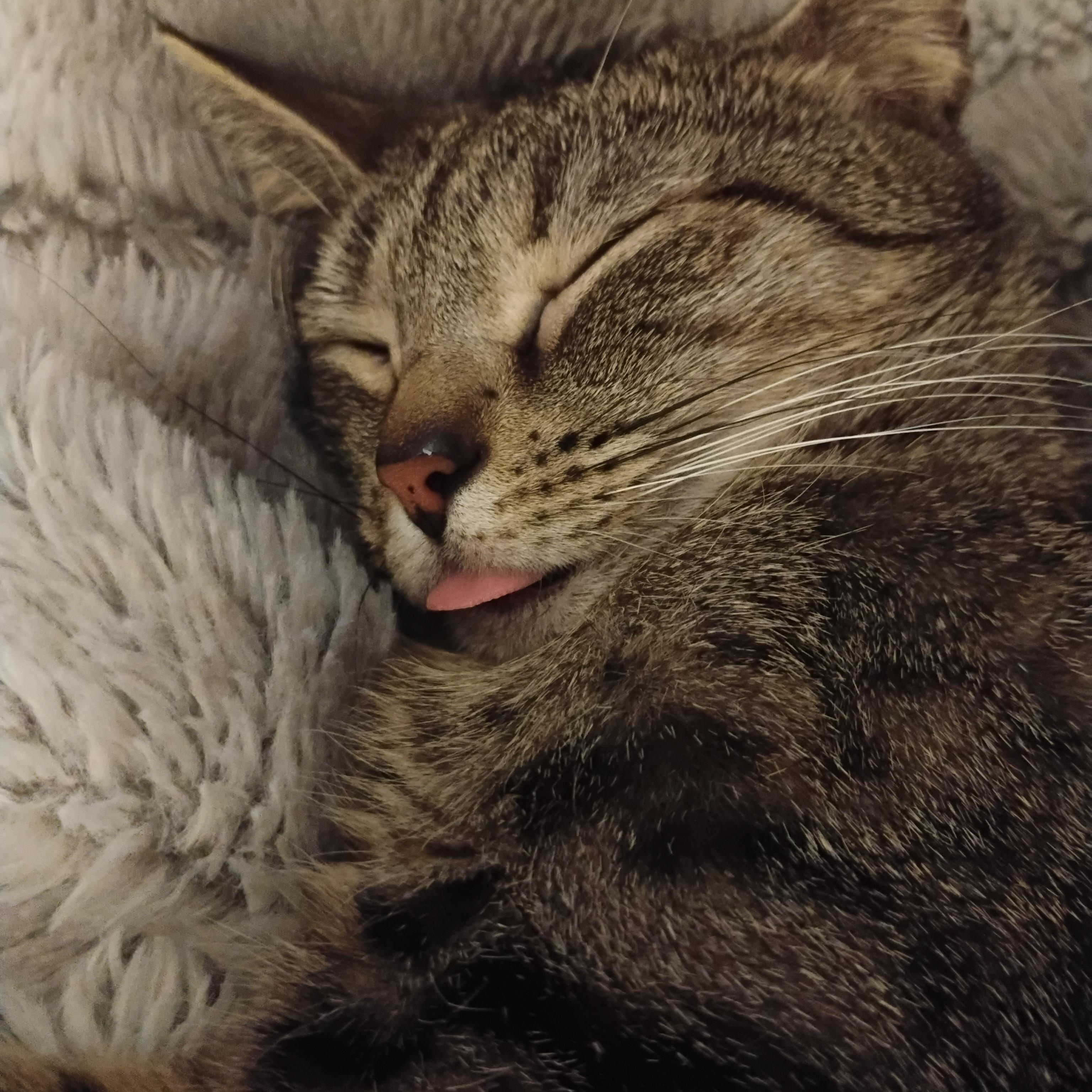 Enlarge COCO, a ADOPTABLE mixed breed in Churchville, PA image 2/5