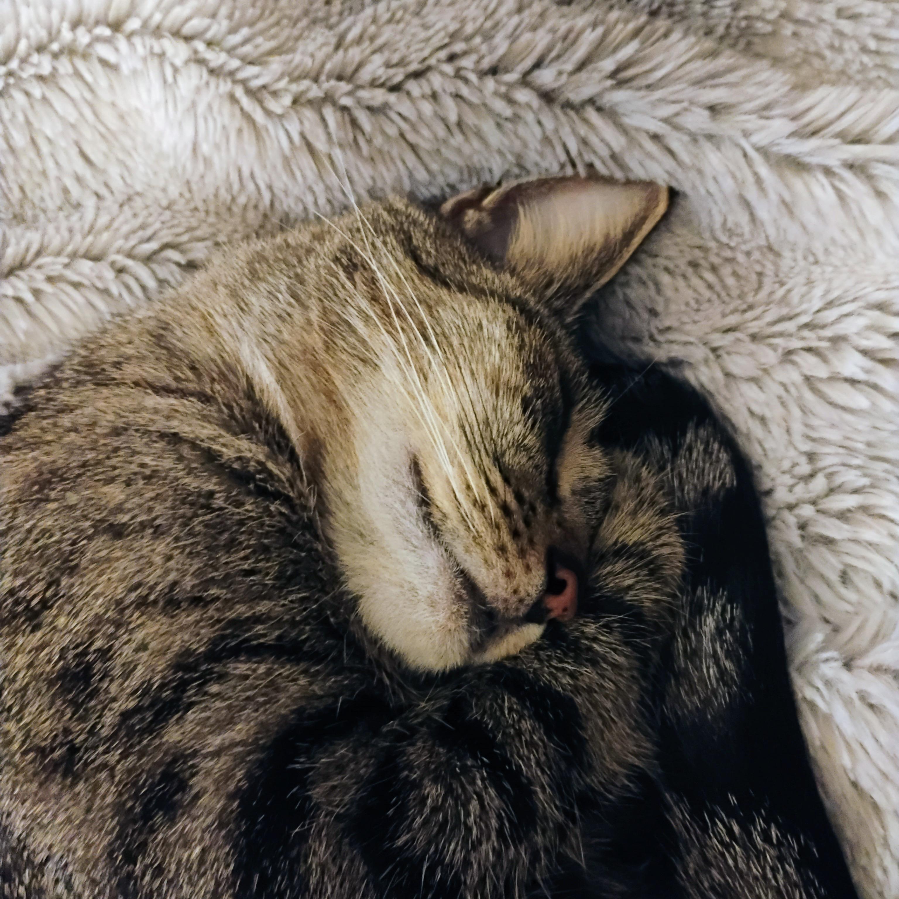 Enlarge COCO, a ADOPTABLE mixed breed in Churchville, PA image 4/5