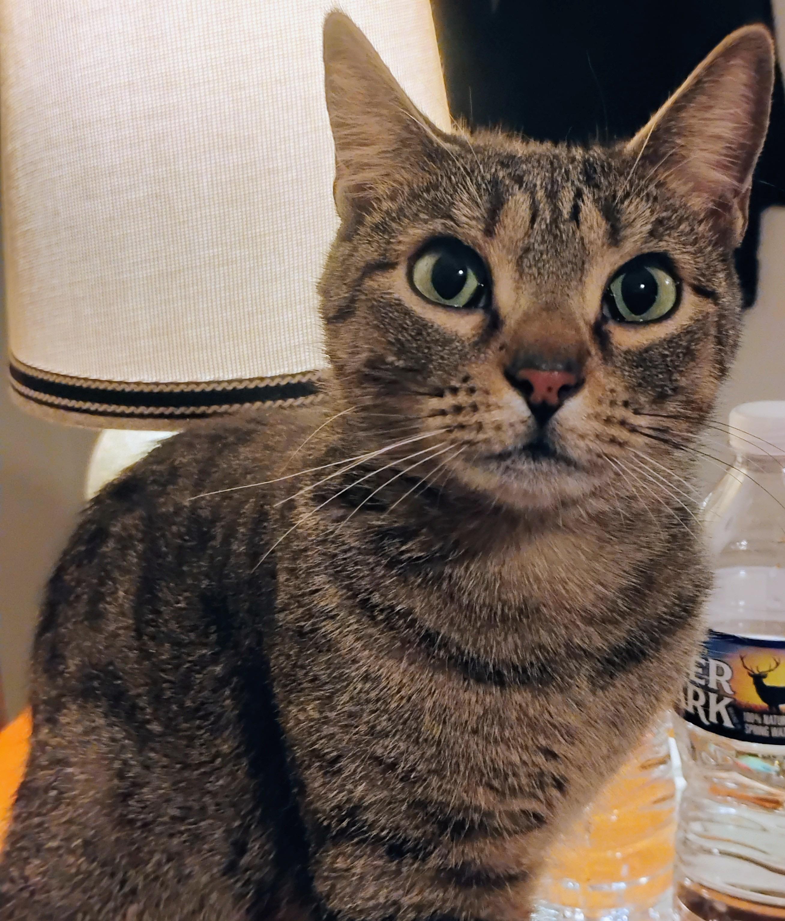 COCO, ADOPTABLE, Young Female Tabby & Domestic Short Hair.