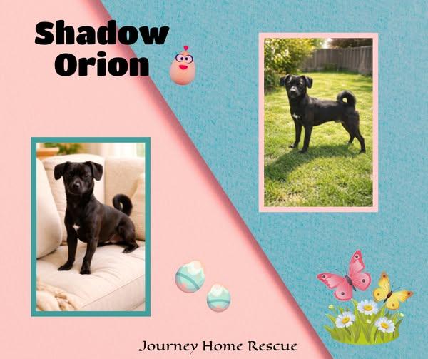 Enlarge Shadow Orion, a ADOPTABLE mixed breed in East Wenatchee, WA image 1/1