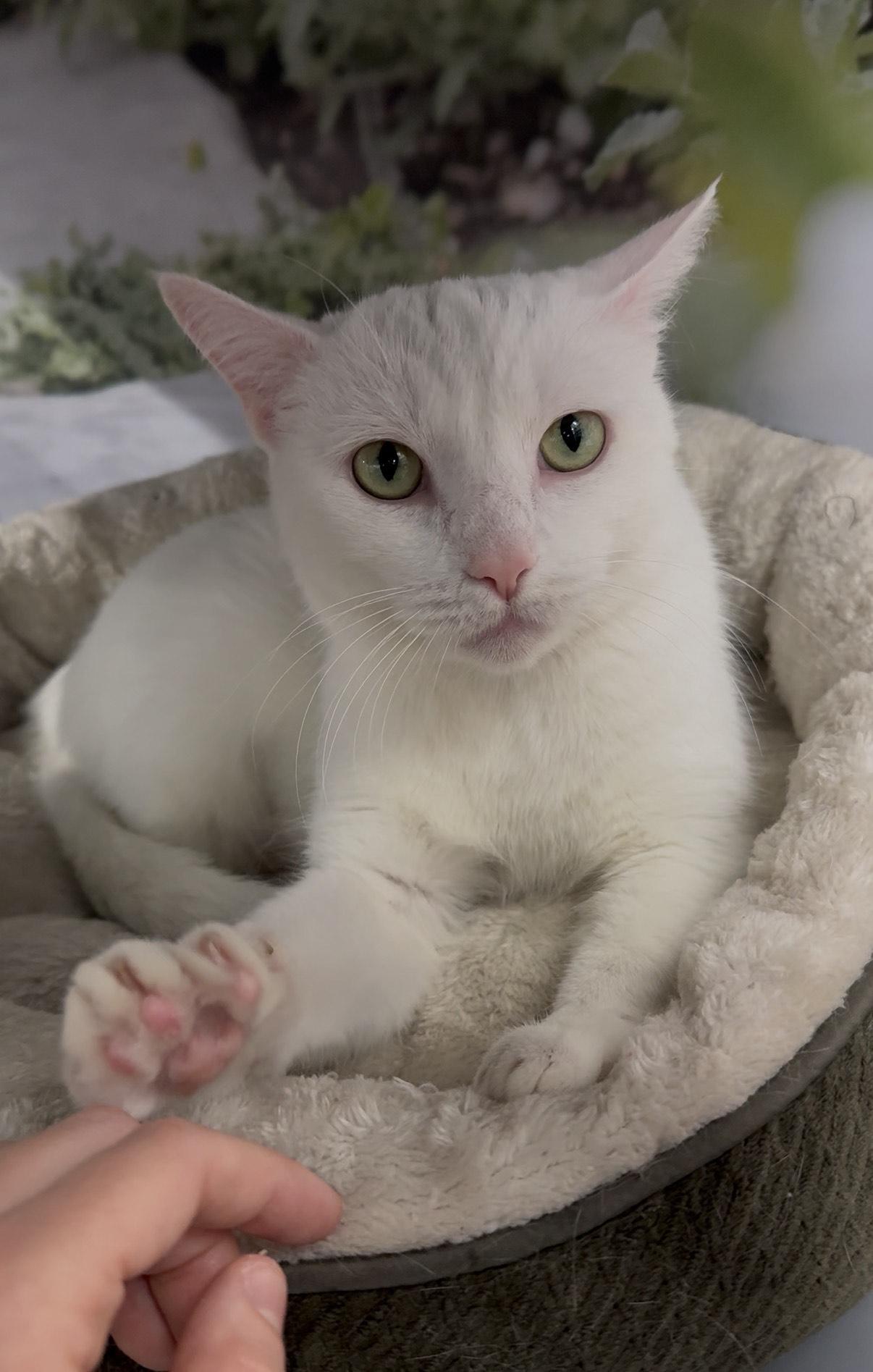 Enlarge Ursula, an adopted Domestic Short Hair in New York, NY image 2/5