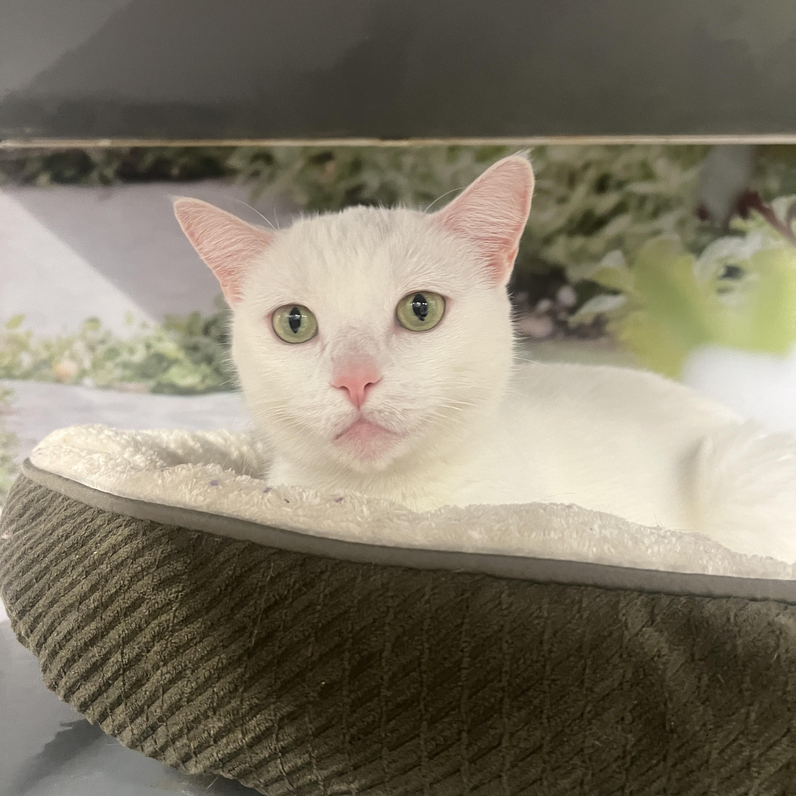 Enlarge Ursula, an adopted Domestic Short Hair in New York, NY image 5/5