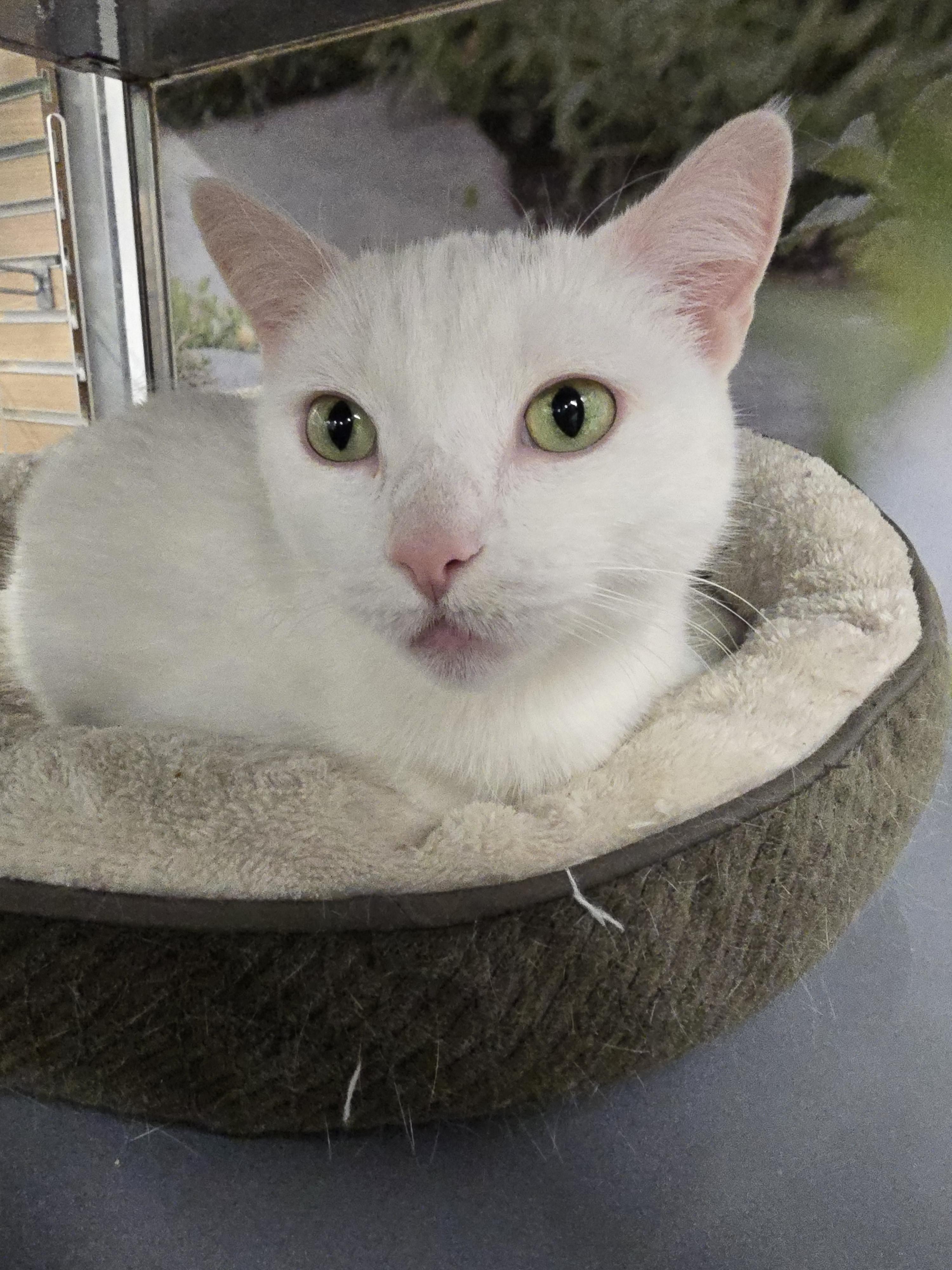 Enlarge Ursula, an adopted Domestic Short Hair in New York, NY image 4/5