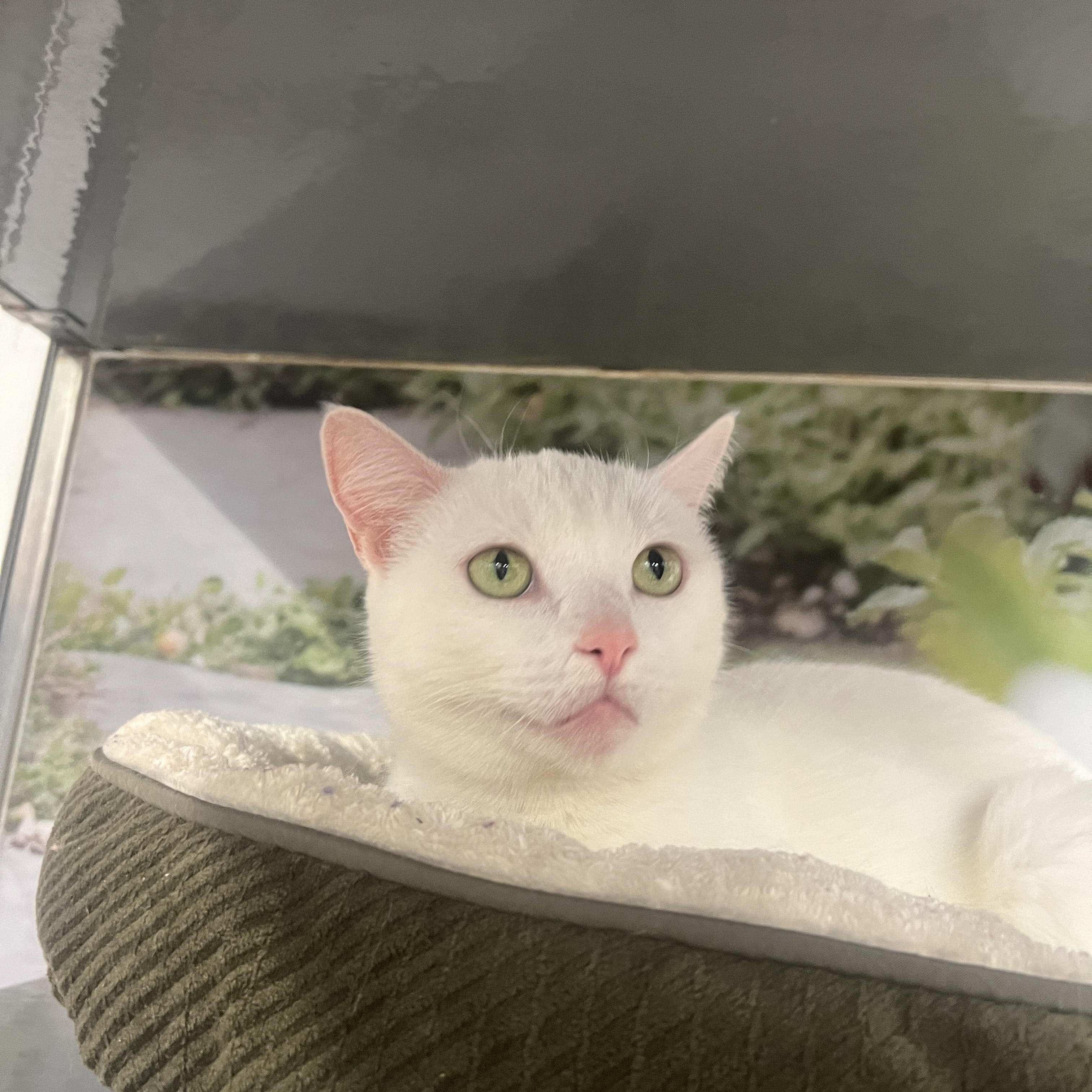 Enlarge Ursula, an adopted Domestic Short Hair in New York, NY image 3/5