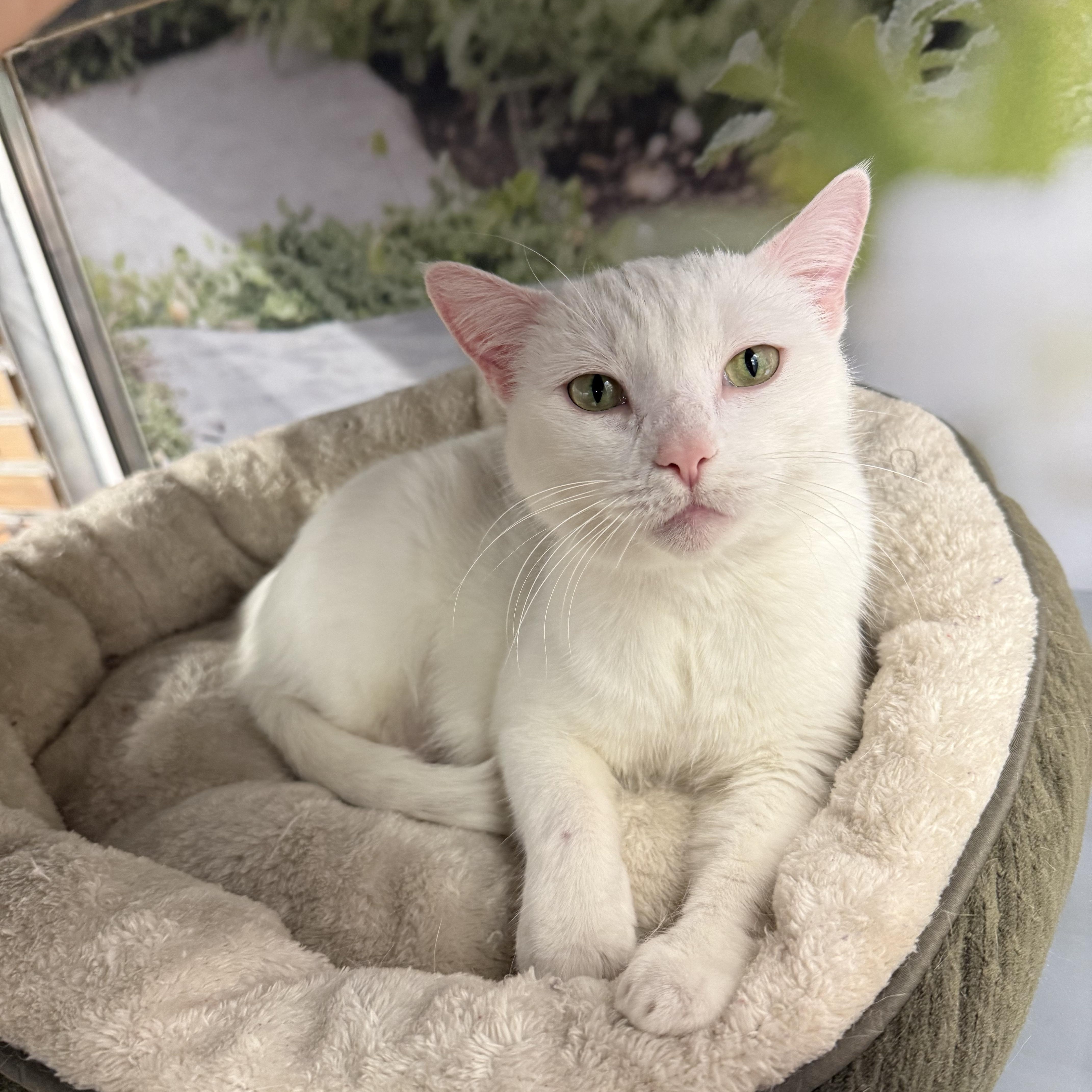 Ursula, ADOPTABLE, Young Female Domestic Short Hair.