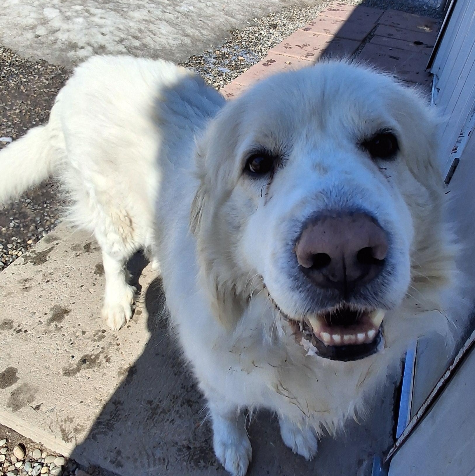 Kora, a ADOPTABLE mixed breed in Bonnyville, AB image 2/3
