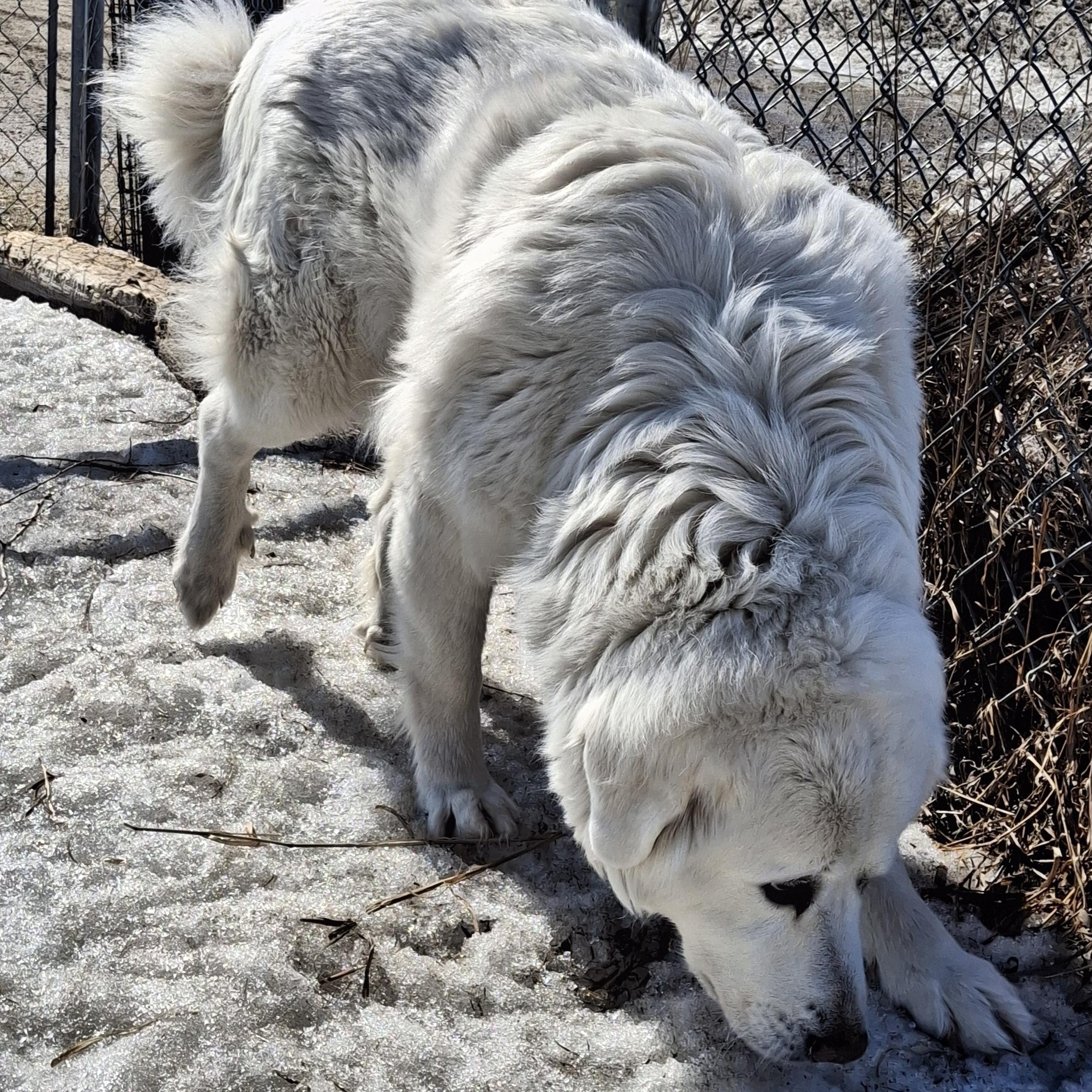 Kora, a ADOPTABLE mixed breed in Bonnyville, AB image 3/3