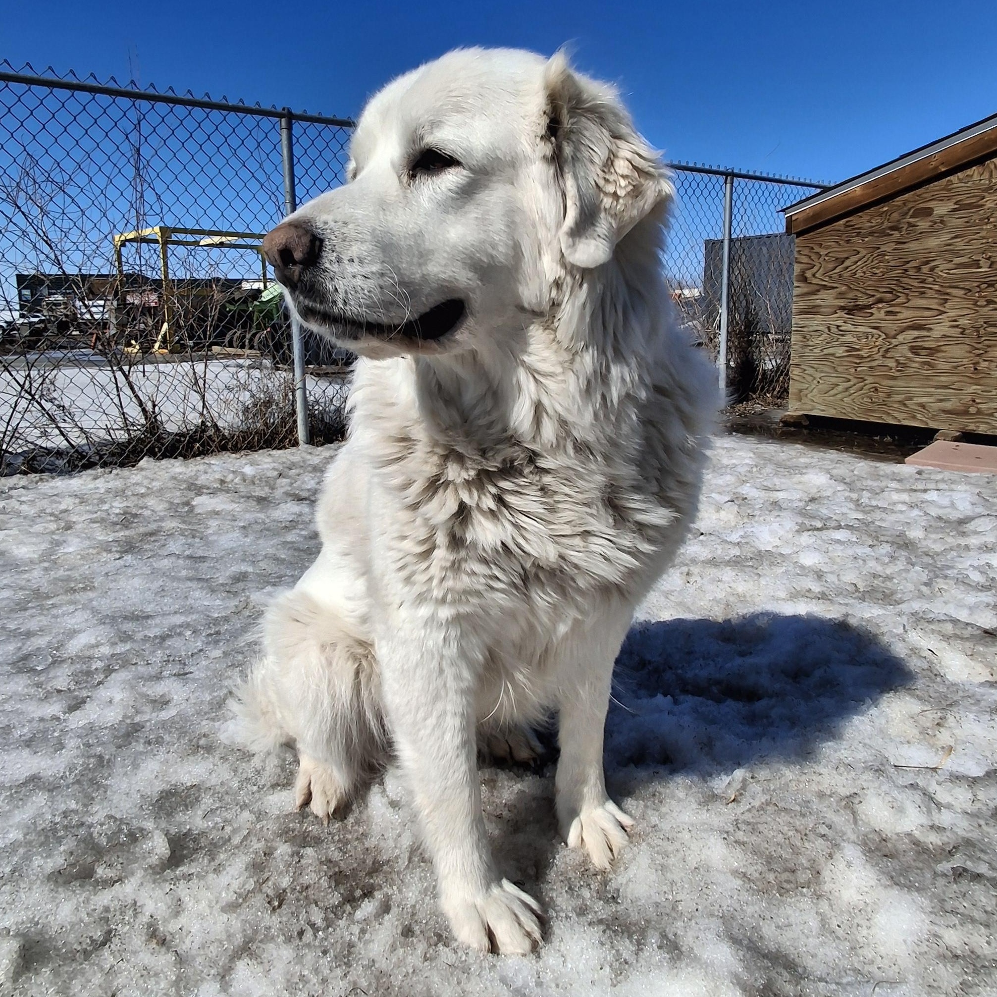 Kora, ADOPTABLE, Adult Female Great Pyrenees.