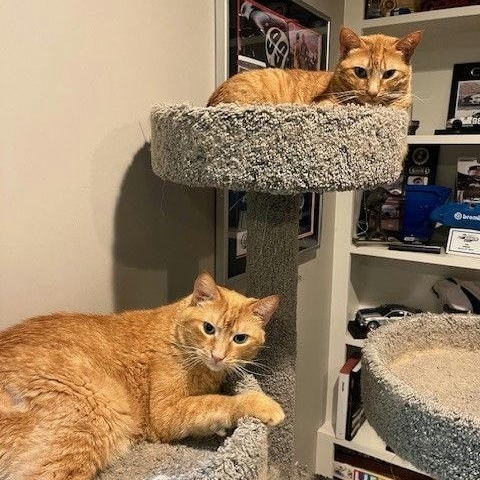 Athena and Apollo, a Adoptable Domestic Short Hair in Royal Oak, MI image 2/4