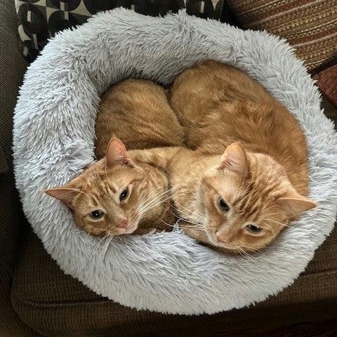 Athena and Apollo, a Adoptable Domestic Short Hair in Royal Oak, MI image 1/4