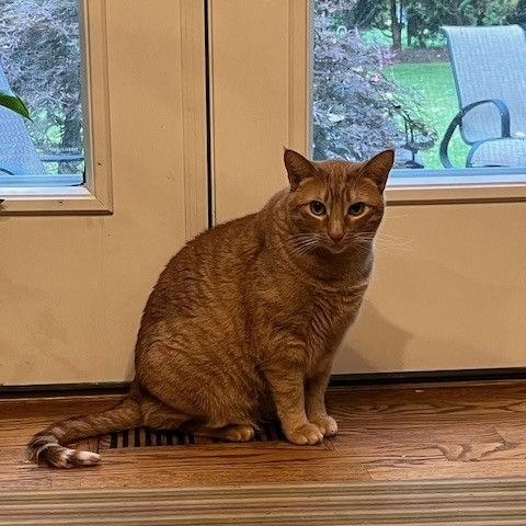 Athena and Apollo, a Adoptable Domestic Short Hair in Royal Oak, MI image 4/4