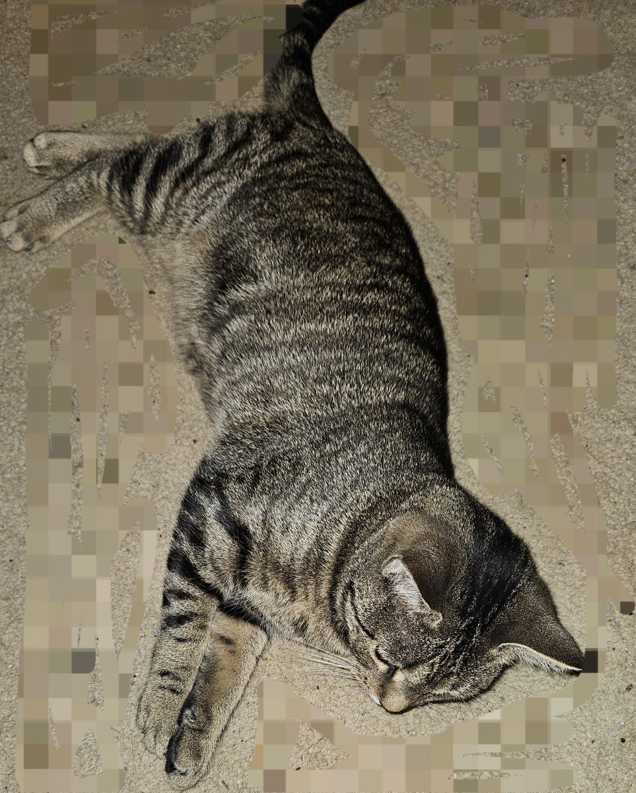 Alice, Adoptable, Adult Female Tabby.