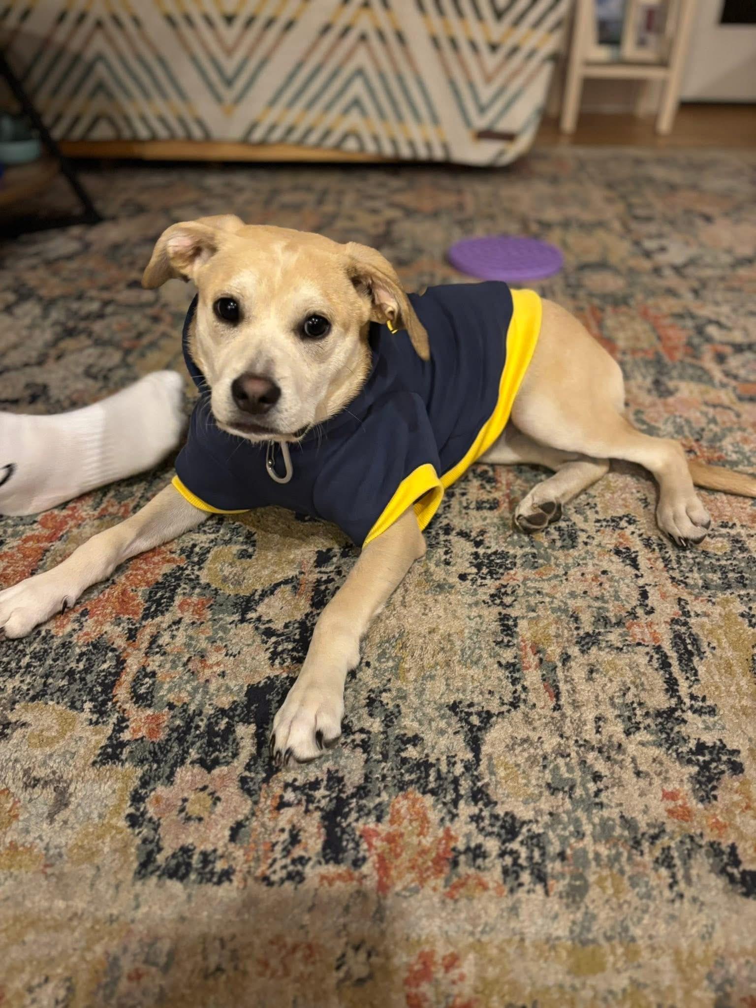 Annie Oakley, a Adoptable mixed breed in Portland, ME image 1/6