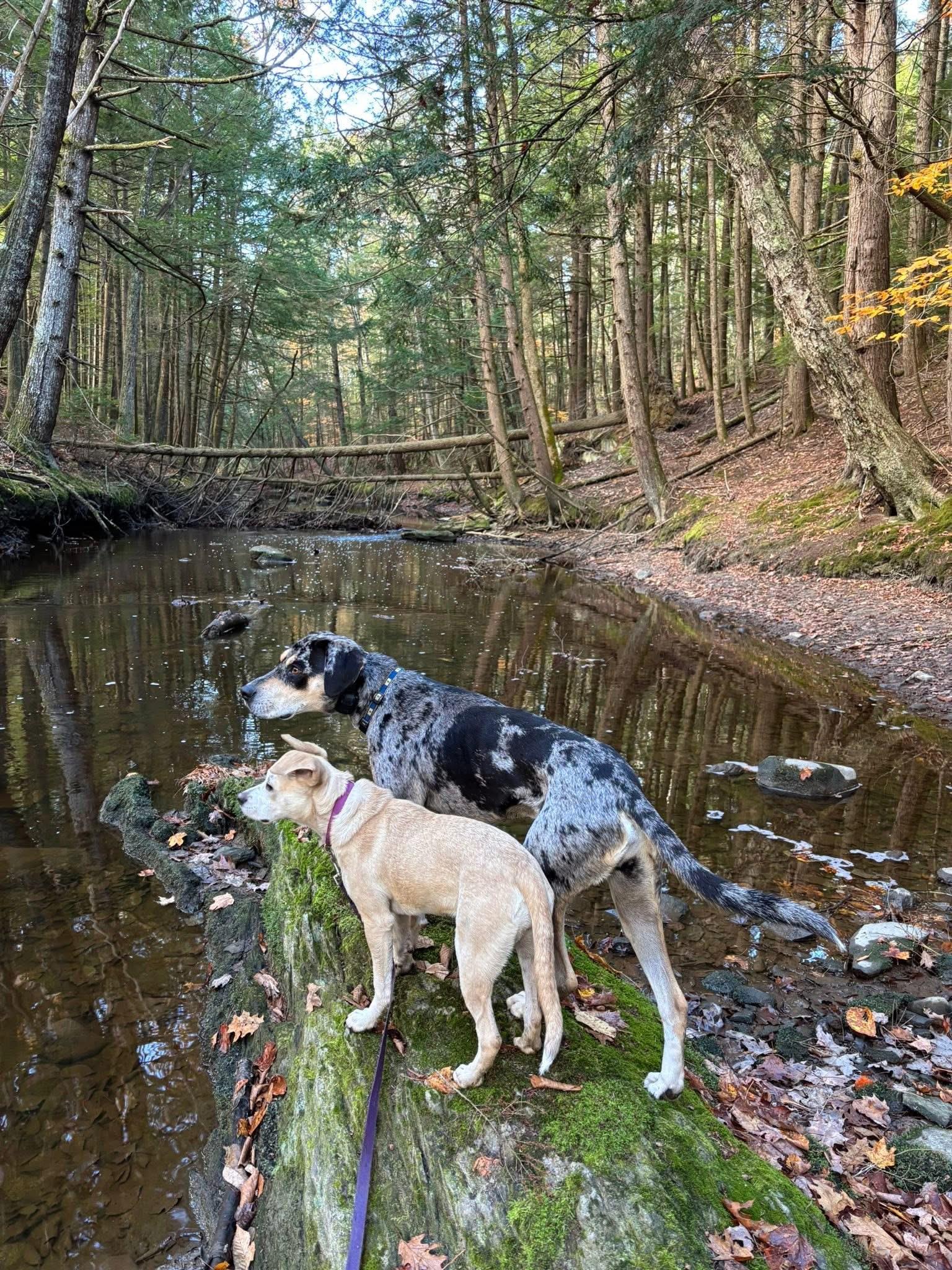 Annie Oakley, a Adoptable mixed breed in Portland, ME image 2/6