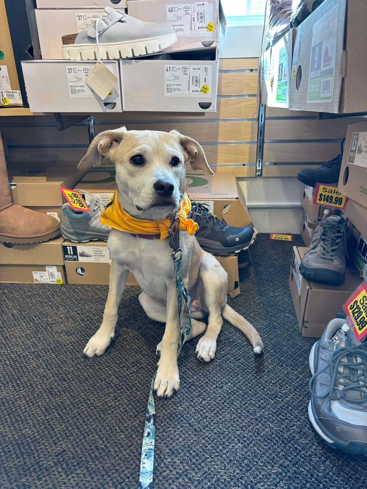 Annie Oakley, a Adoptable mixed breed in Portland, ME image 3/6