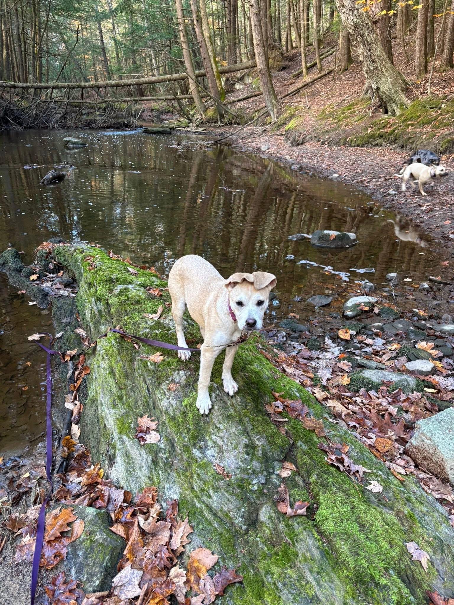 Annie Oakley, a Adoptable mixed breed in Portland, ME image 5/6
