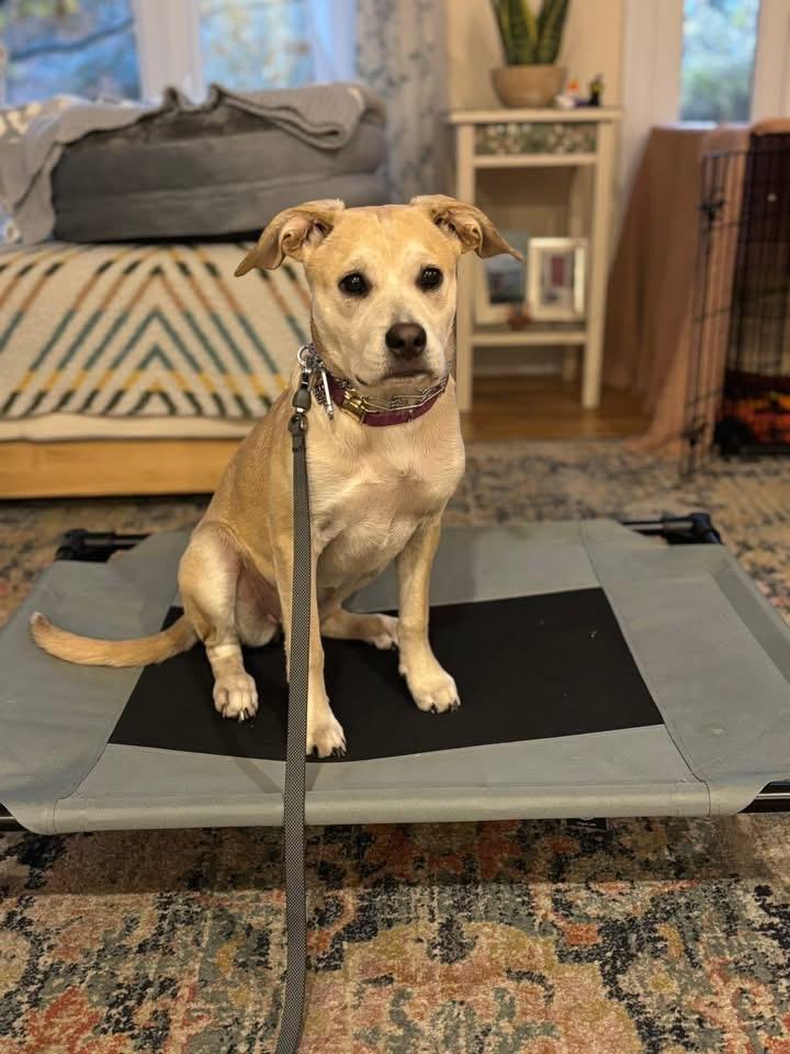 Annie Oakley, a Adoptable mixed breed in Portland, ME image 6/6